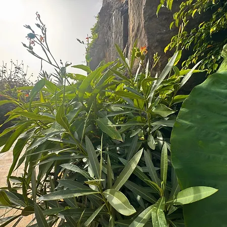 Casa Dos Arrifes Prázdninový dům Funchal (Madeira)