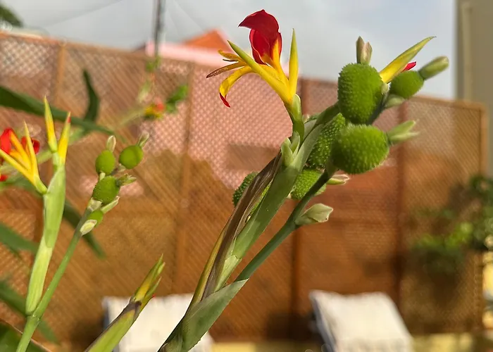 Casa Dos Arrifes - With Ocean View And Private Garden 펜션 푼샬