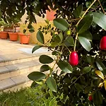 Casa Dos Arrifes - With Ocean View And Private Garden * Funchal (Madeira)
