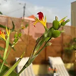 Casa Dos Arrifes - With Ocean View And Private Garden Semesterbostad Funchal (Madeira)