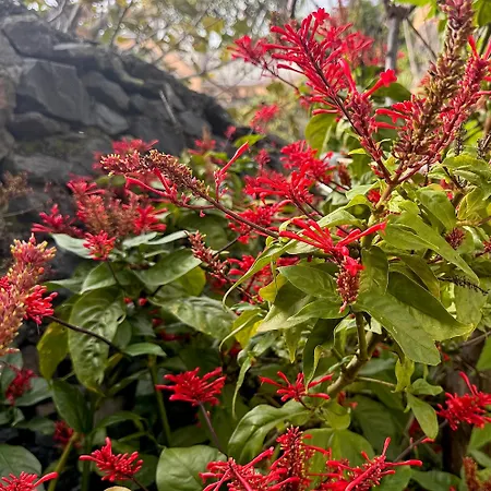 別荘 Casa Dos Arrifes *