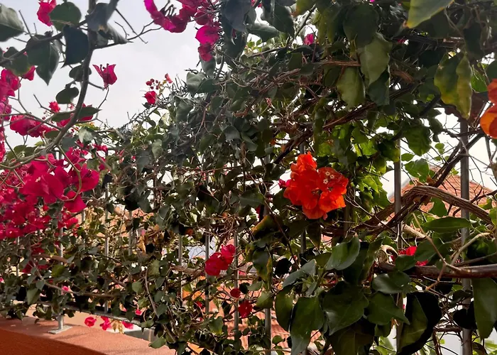 Semesterbostad Casa Dos Arrifes - With Ocean View And Private Garden *