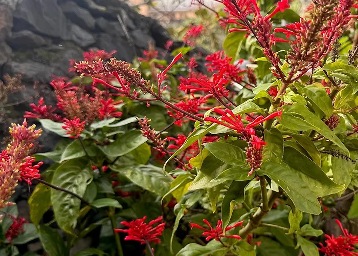 Casa de Férias Casa Dos Arrifes - With Ocean View And Private Garden *